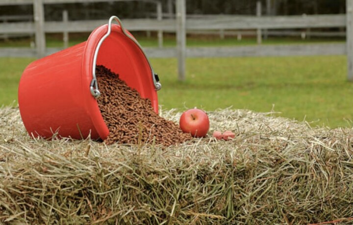 Equine Nutrition