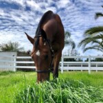 Equine Nutrition
