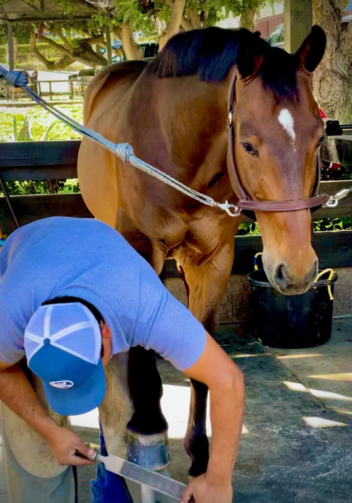 Hoof care