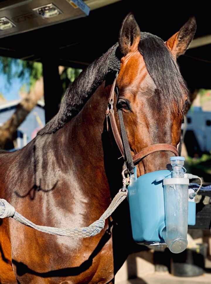 Equine Nebulizer