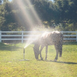 Horse under sprinkler