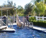 Horse exiting the round swimming pool