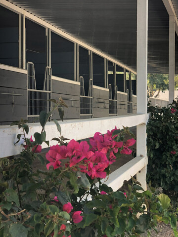 Quarantine Stabling
