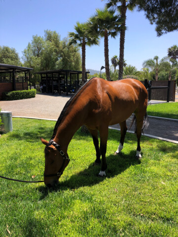 Quarantine Stabling