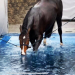 Round Swimming Pool