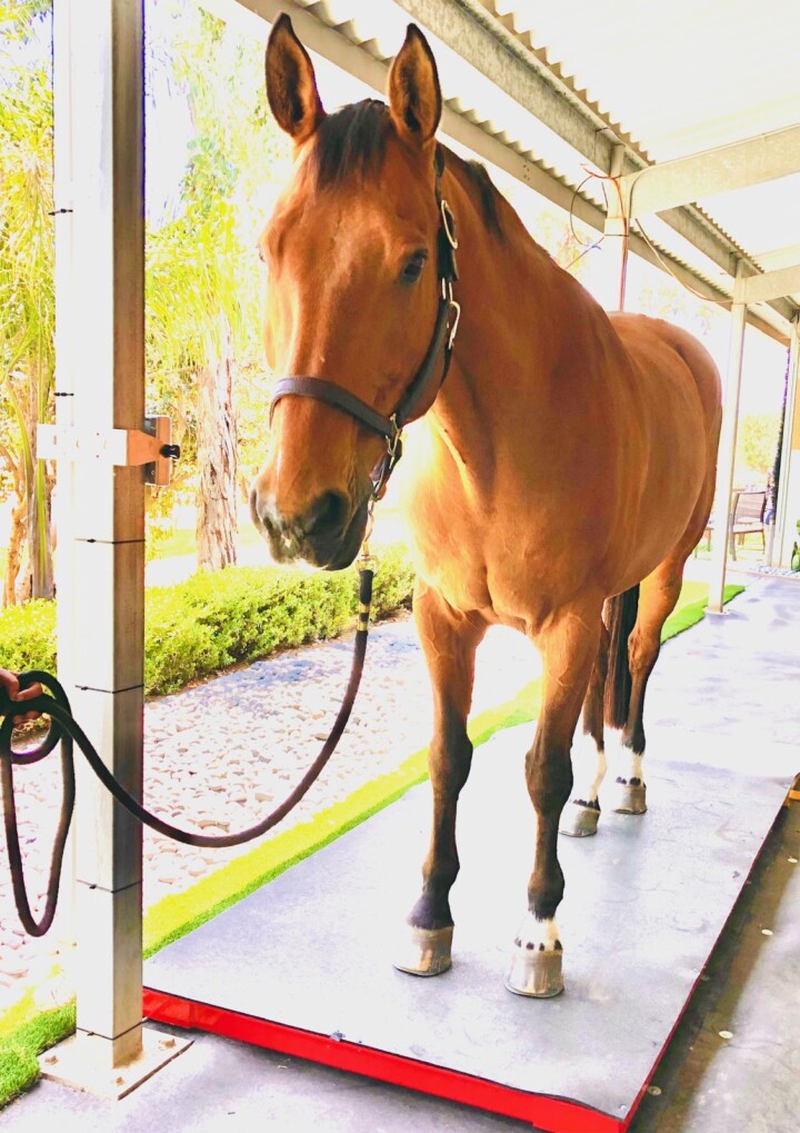 Horse on a Weight Scale